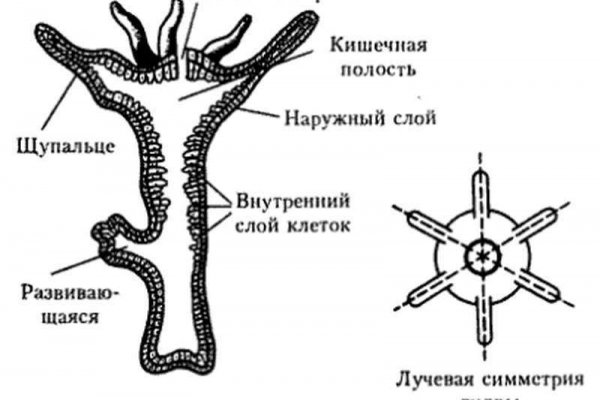 Кракен правильная